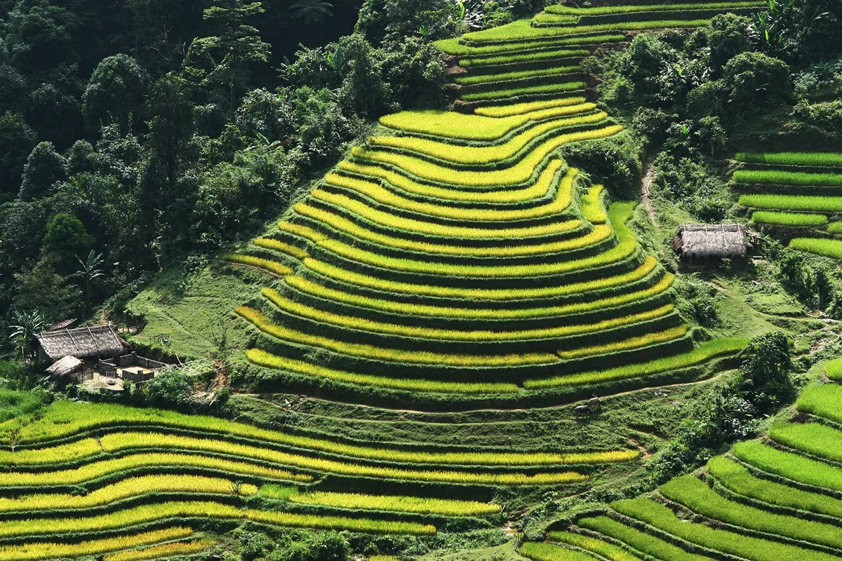 Terraced rice fields curve down a hillside beside thatched huts in Hoang Su Phi, Ha Giang.