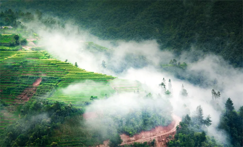 Mist drifts over lush green terraced rice fields on a forested mountainside in Mu Cang Chai.