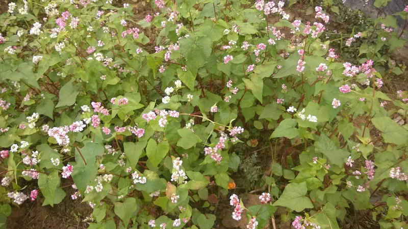 Pink and white buckwheat flowers bloom among green foliage in Dong Van, Ha Giang.