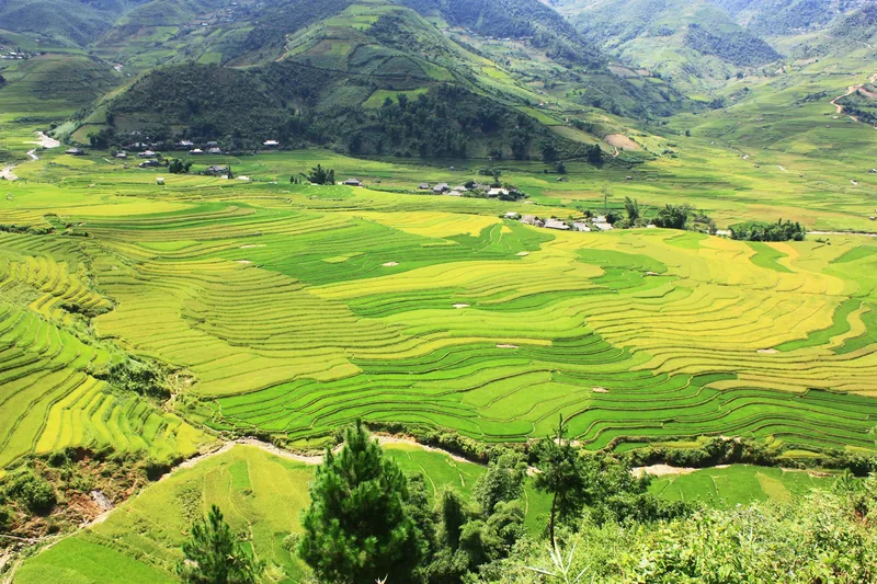 Terraced rice fields ripple across a wide valley below forested mountains in Mu Cang Chai.