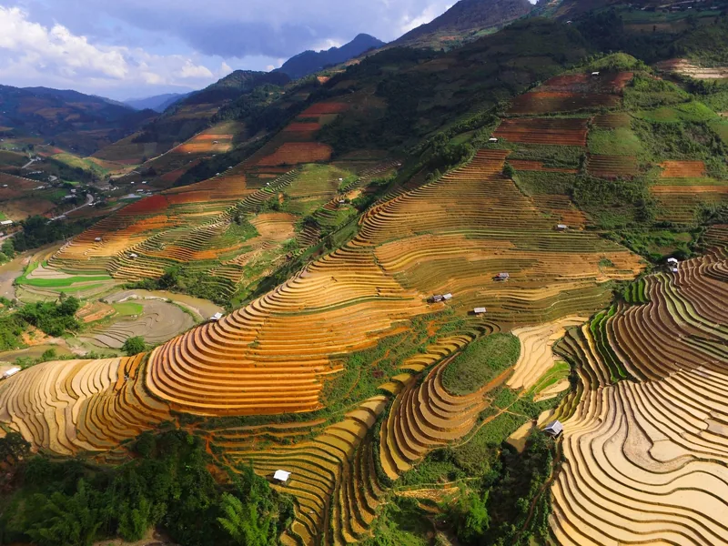 Golden rice terraces curve across steep mountain slopes in Mu Cang Chai, Vietnam.
