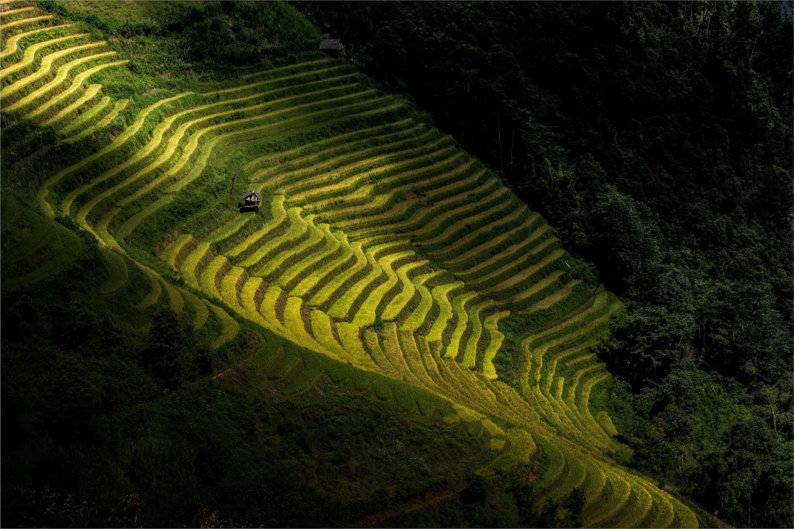 Golden terraced rice fields cascade down a steep hillside in Mu Cang Chai, framed by dense forest.