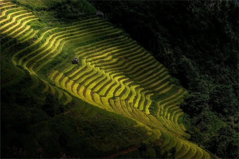 Golden terraced rice fields cascade down a steep hillside in Mu Cang Chai, framed by dense forest.