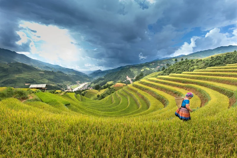 A woman in ethnic dress carries a basket through golden rice terraces beneath dramatic clouds in Mu Cang Chai.