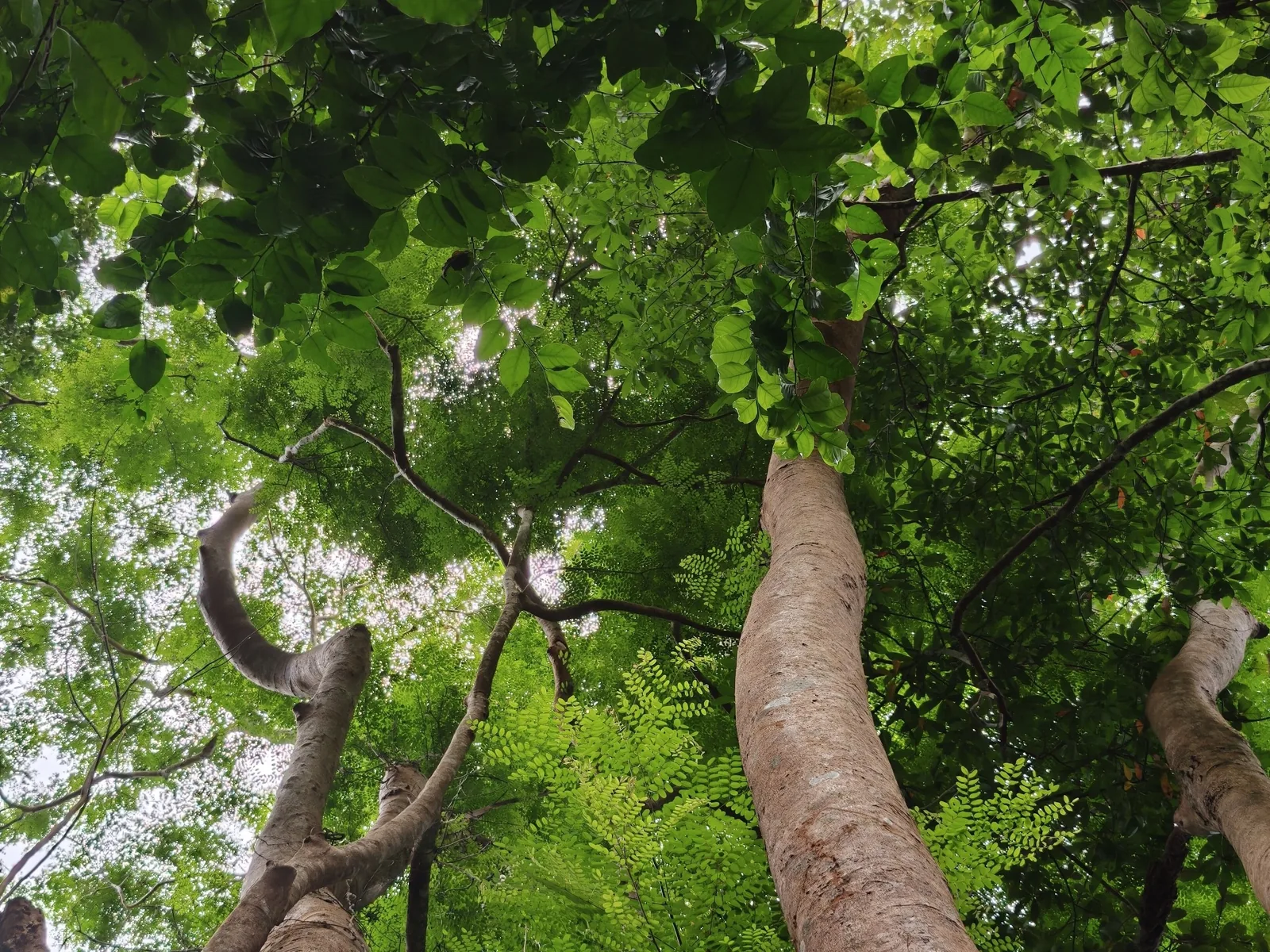 Looking up through tall tree trunks and a lush green canopy in Con Dao National Park
