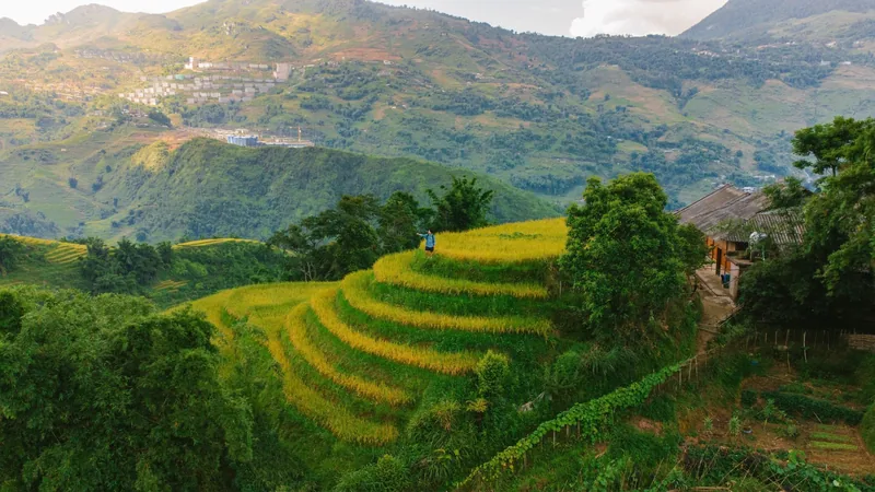 Golden rice terraces cascade down a hillside with a village and misty mountains near Sapa.