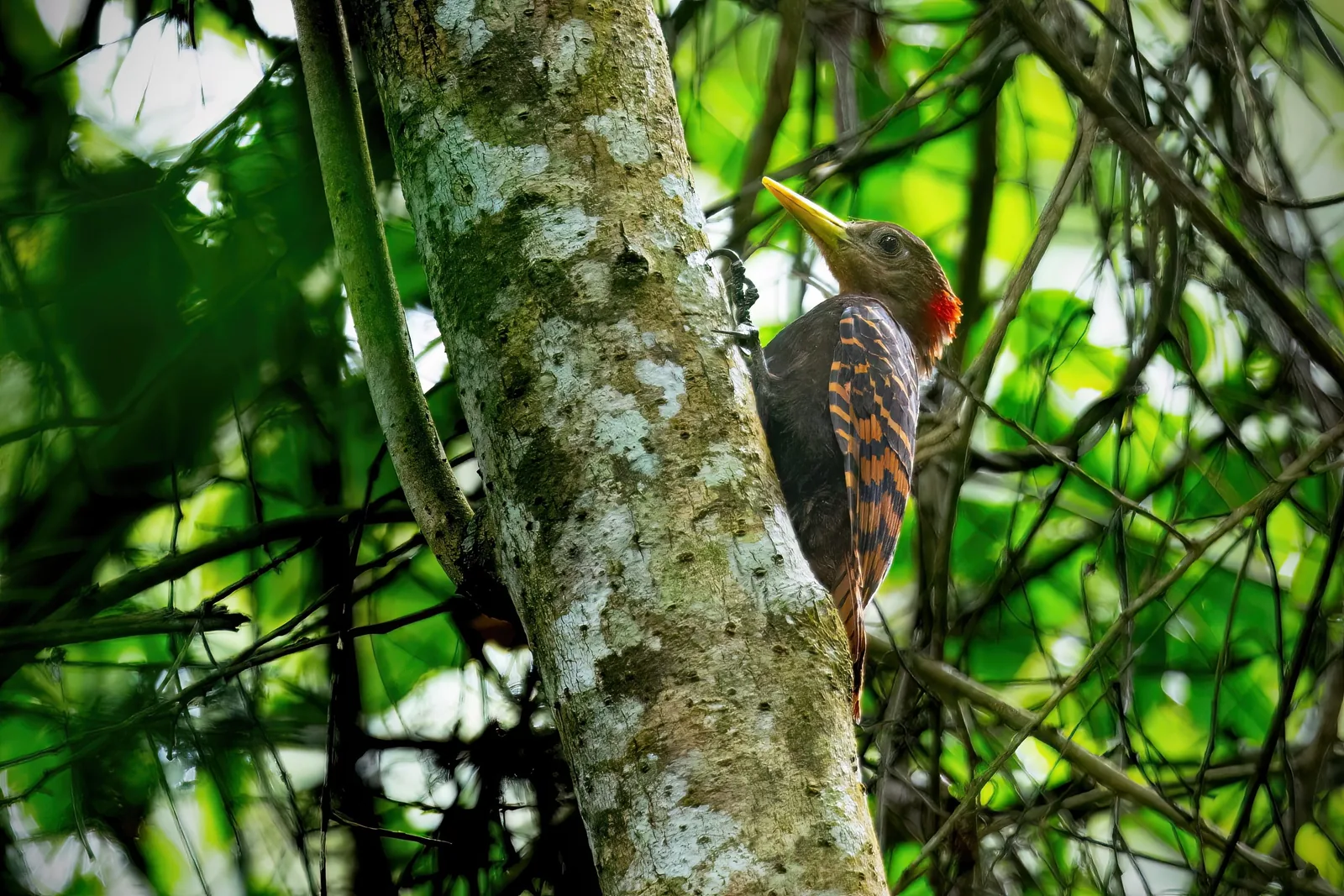 A pale-headed woodpecker clings to a lichen-covered tree trunk in the lush forest of Cat Tien National Park.