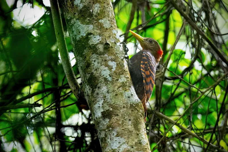 A pale-headed woodpecker clings to a lichen-covered tree trunk in the lush forest of Cat Tien National Park.
